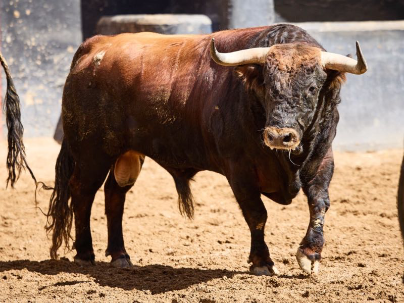 Sorteada la corrida de Hnos. García Jiménez y Olga Jiménez, con remiendo de Garcigrande para el Corpus de Sevilla