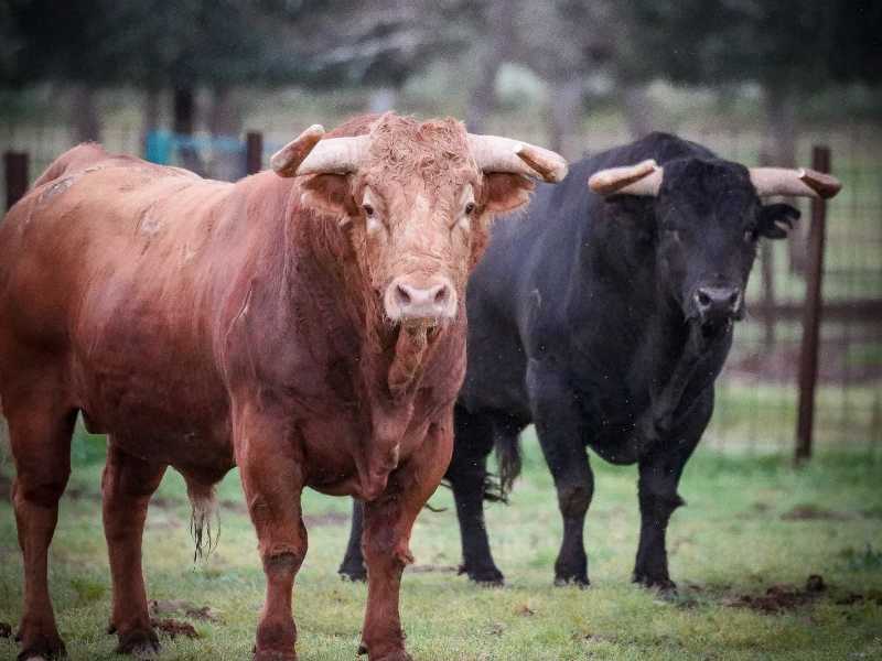 Así son los toros de Pedraza de Yeltes para Nimes