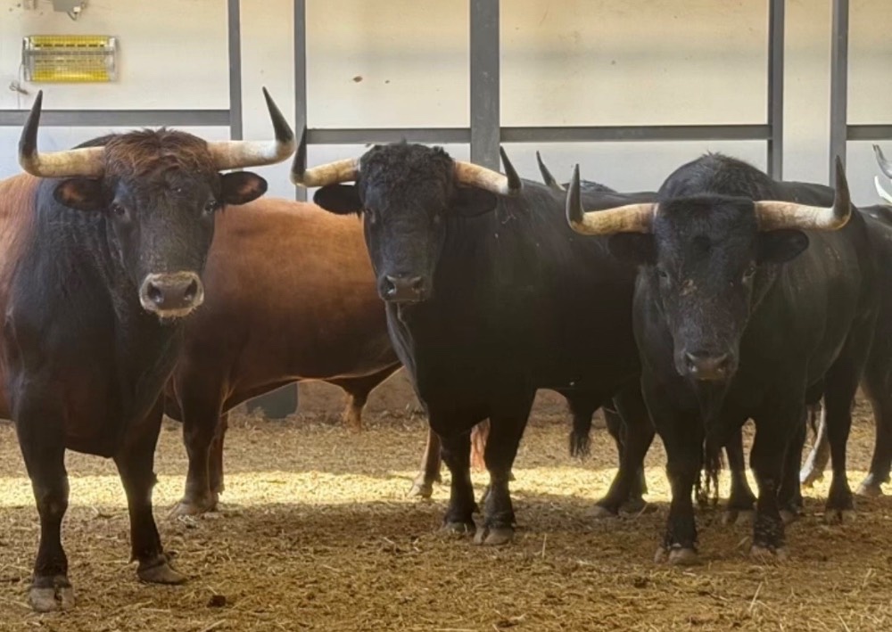 Algunos de los Toros Rechazados - Vía Instagram de Salvador 