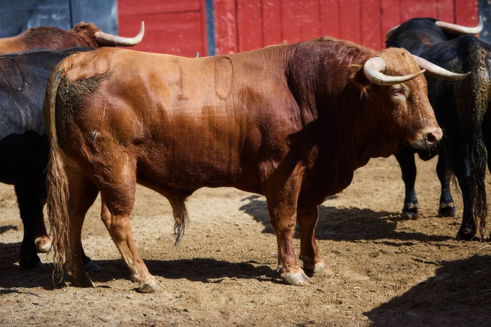 •	1º Nº 50. RENACUAJO. Negro mulato. 468 kg. 02/23