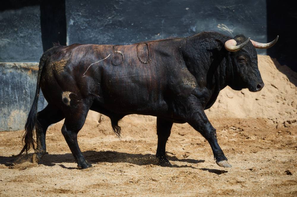 •	6º Nº 34. CAPRICHOSO. Colorao bragao. 519 kg. 12/22