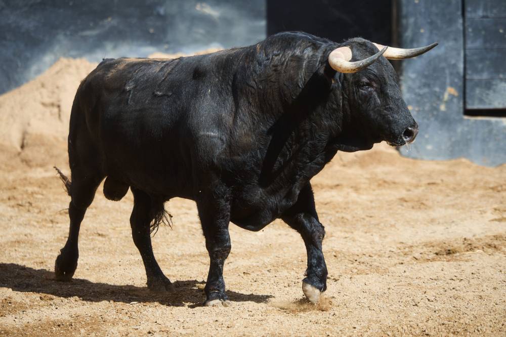 •	5º Nº 42. TRAILERO. Negro mulato. 502 kg. 12/22