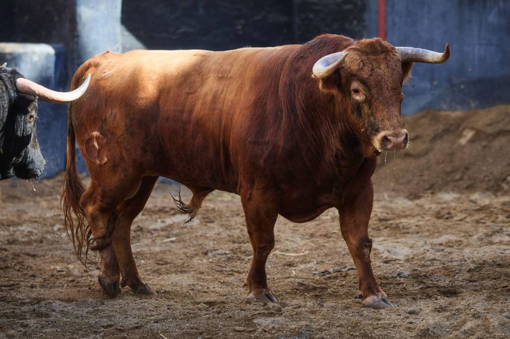 •	4º Nº 10. COBRADOR. Colorao. 515 kg. 12/22