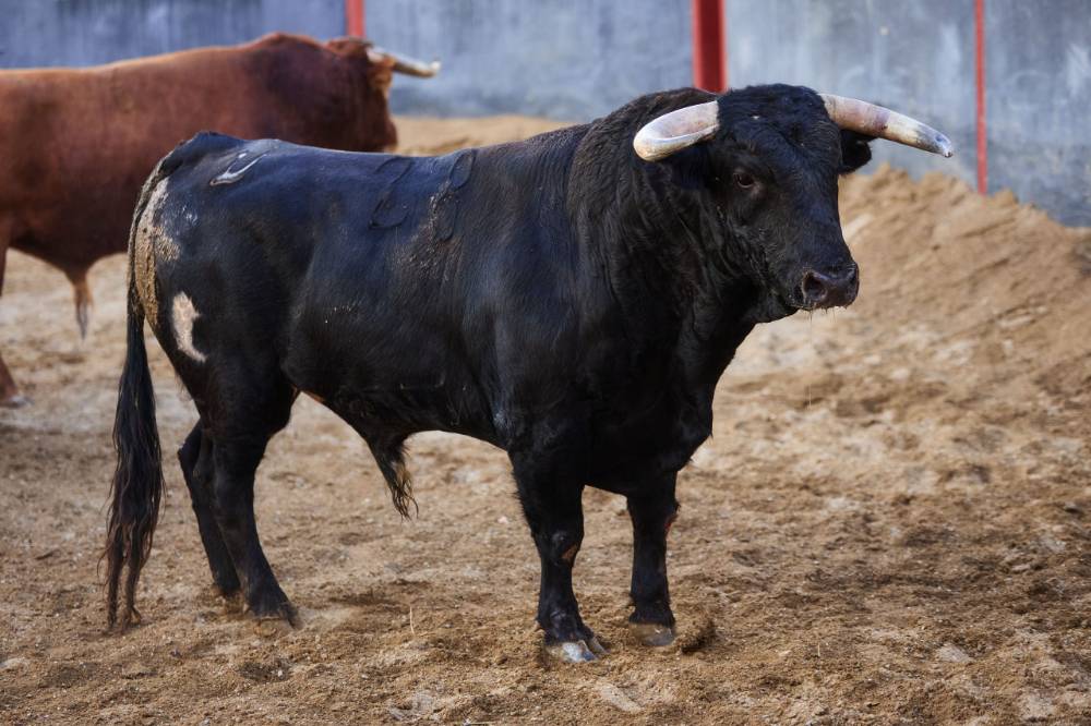 •	3º Nº 20. PRENDA. Negro mulato. 448 kg. 02/23