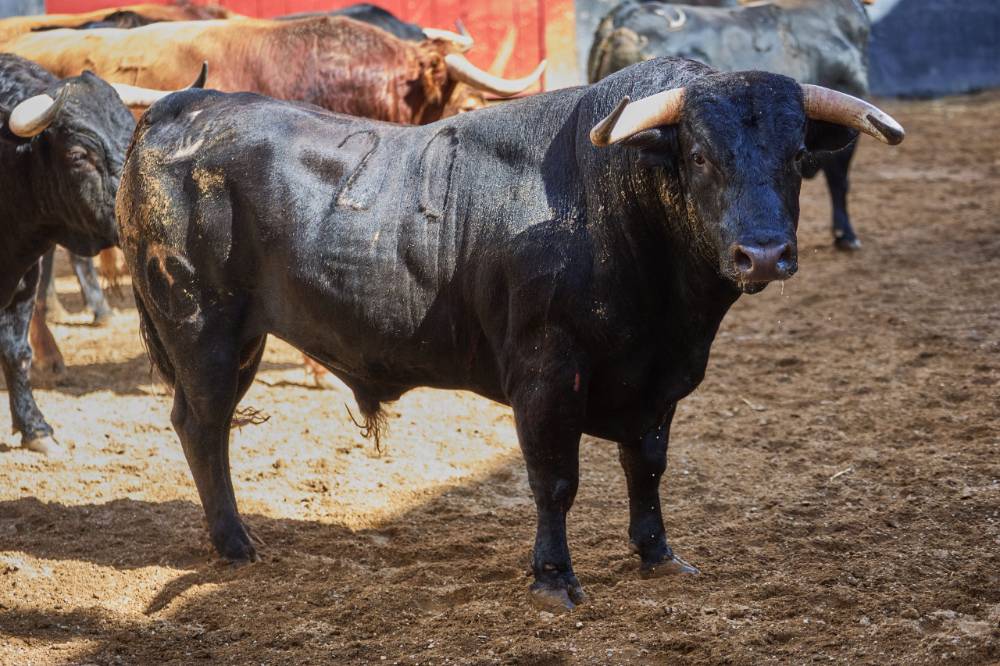 •	2º Nº 28. OCIOSO. Negro bragao. 472 kg. 12/22