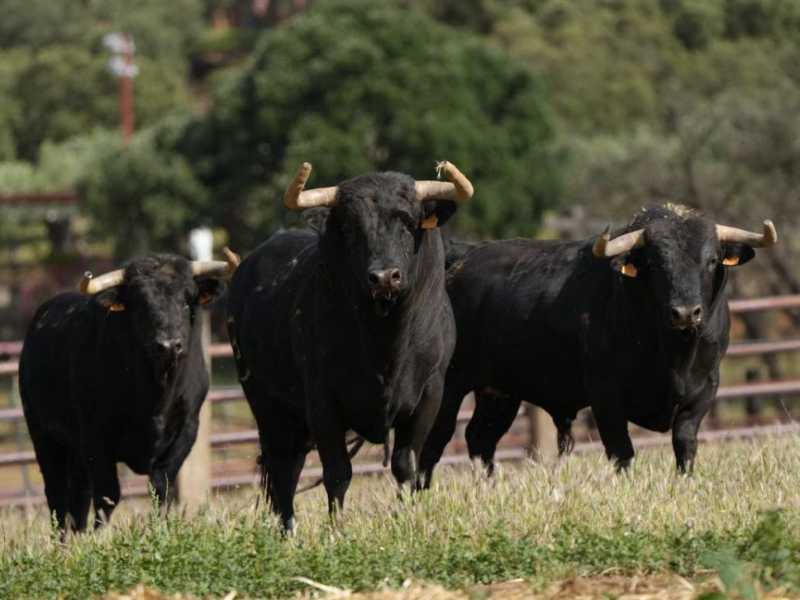 Categoría y hechuras de Zalduendo para un día grande: el Corpus de Toledo