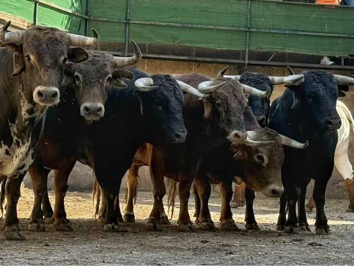 Todo preparado en Cáceres para el arranque de la Feria de San Fernando 2026