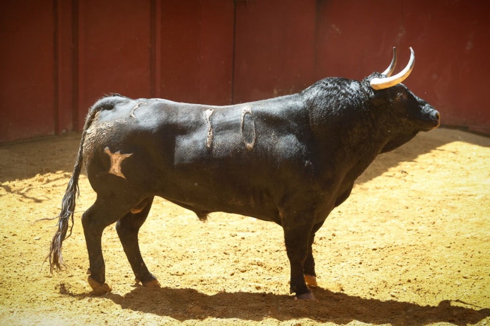 Imagen 8