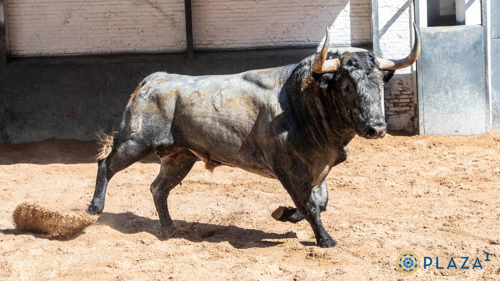 El cuarto, nuevamente para Antonio Ferrera, será Mentiroso, número 68, cárdeno bragado meano de 512 kilos, también nacido en marzo de 2021.