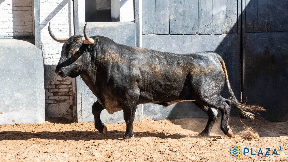 En segundo lugar saldrá Mentiroso, número 50, cárdeno oscuro de 503 kilos y nacido en enero de 2022, para Manuel Escribano.