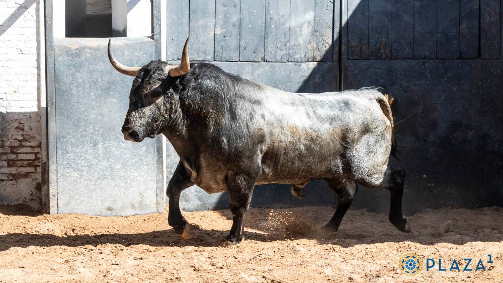 El tercer toro será Peluquero, número 67, cárdeno bragado meano de 515 kilos, nacido en marzo de 2021, que corresponderá a Paco Ureña.
