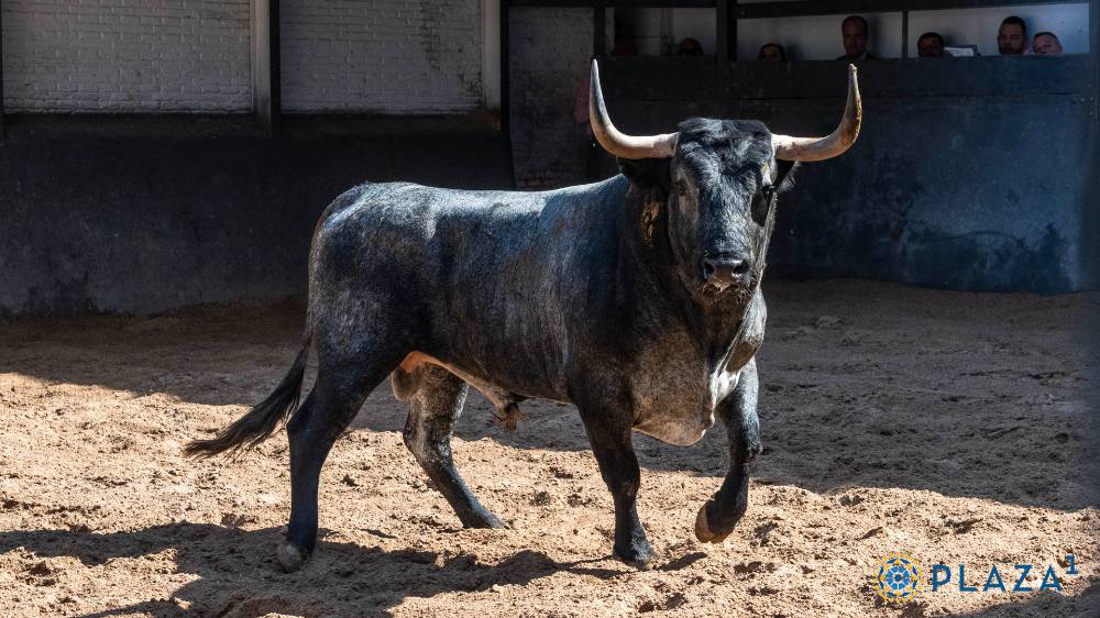 El quinto de la tarde llevará por nombre Malagueño, número 52, cárdeno oscuro de 517 kilos, que será lidiado por Manuel Escribano.