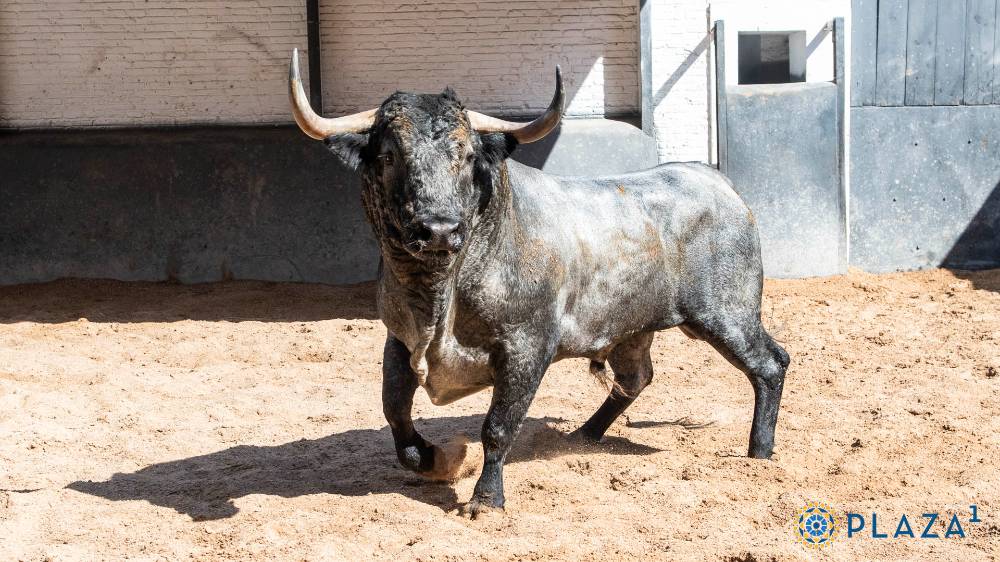 Abrirá plaza Volador, número 74, un ejemplar cárdeno bragado meano de 596 kilos, nacido en enero de 2021, que será estoqueado por Antonio Ferrera.