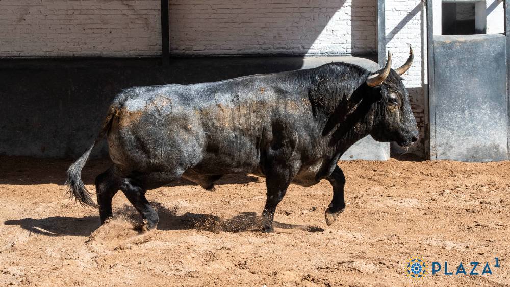 Cerrará el festejo Monedero, número 51, cárdeno bragado meano de 544 kilos, nacido en mayo de 2021, para Paco Ureña.