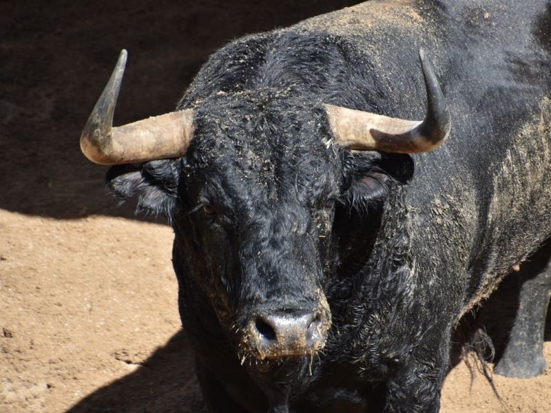 Enchiquerados los toros de la gesta de Borja Jiménez en Madrid