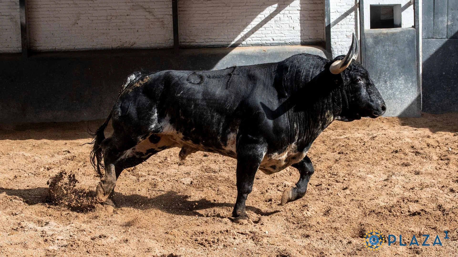 MONTESO, Nº 67, SEXTO DE LA TARDE DE COUTO DE FORNILHOS