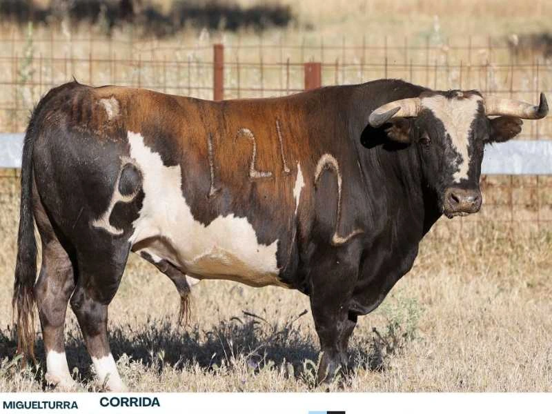 Los toros de Alcurrucén para este sábado en Miguelturra