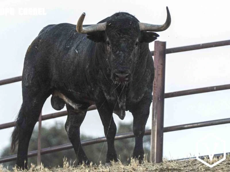 Los Toros de Castillejo de Huebra y Adolfo Martín para San Martín de Valdeiglesias