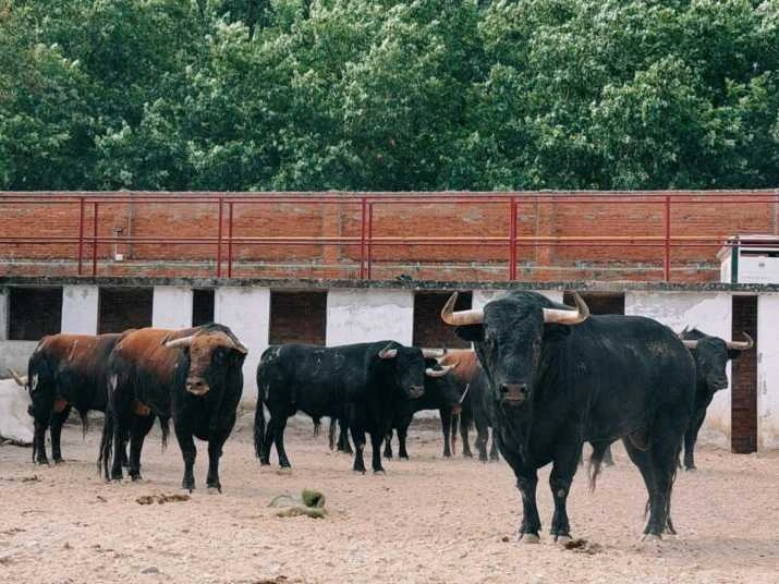 Sorteados y enchiquerados los toros de Loreto Charro para el esperado cartel de Roca Rey, Morenito y Rufo en Burgos
