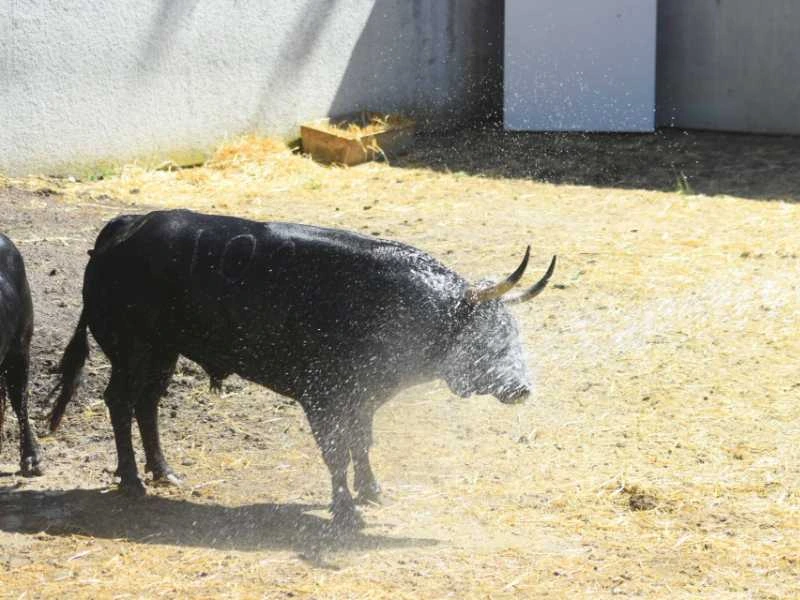Pamplona: Esta tarde se abren los Corrales del Gas
