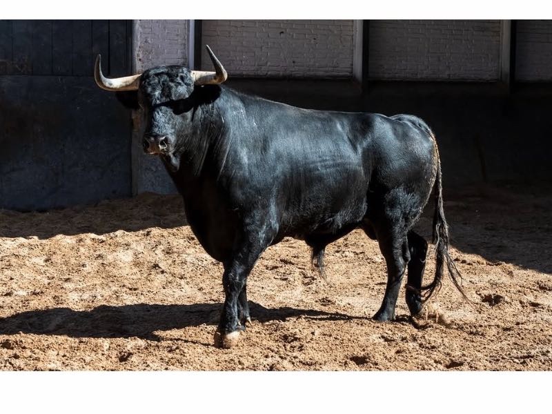 “Zafado” de López Gibaja abre la segunda novillada nocturna en Las Ventas