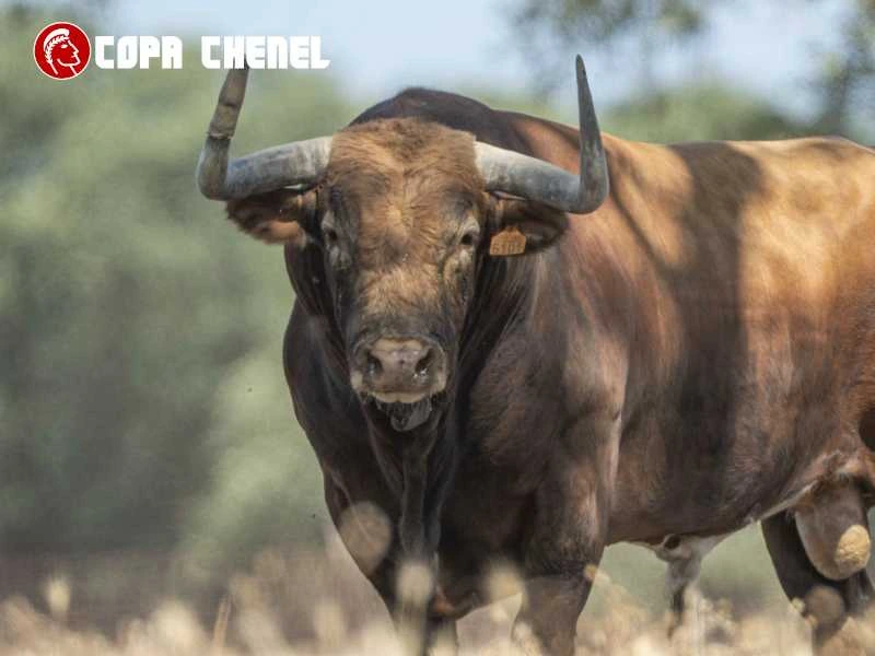 Los toros de Peñajara y José Cruz, listos para abrir las semifinales de la Copa Chenel en Chinchón