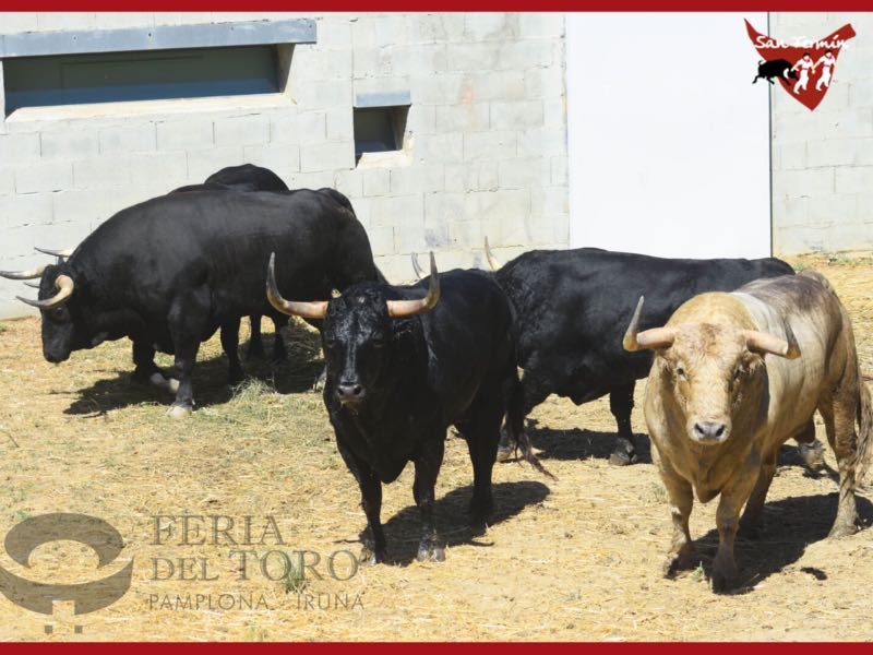 “Manirroto” abre las corridas de San Fermín