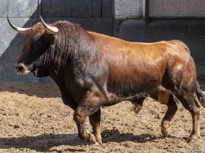 Los novillos de Brazuelas para la tercera clasificatoria del ‘Cénate Las Ventas’
