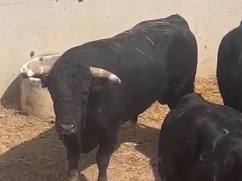 Enchiquerados los toros de Soto de la Fuente y Prieto de la Cal para los rejones en Teruel