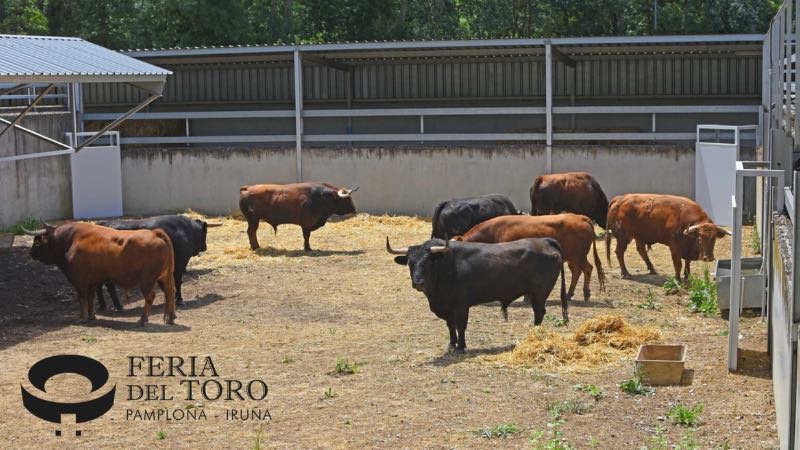 “Asustado” abre la tarde de Morante en Pamplona
