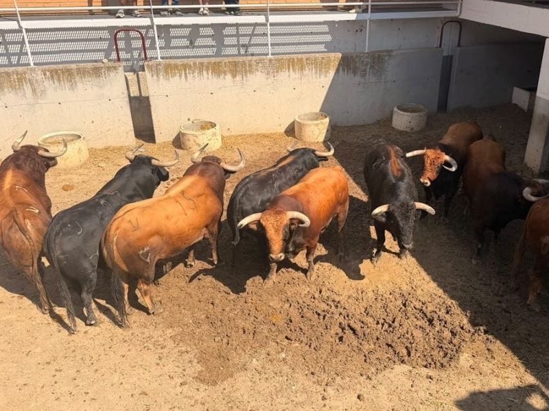 Sorteados los toros de Villamarta para la penúltima de Teruel