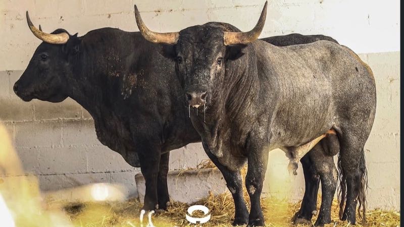 Sorteados los toros de José Escolar para la séptima de San Fermín