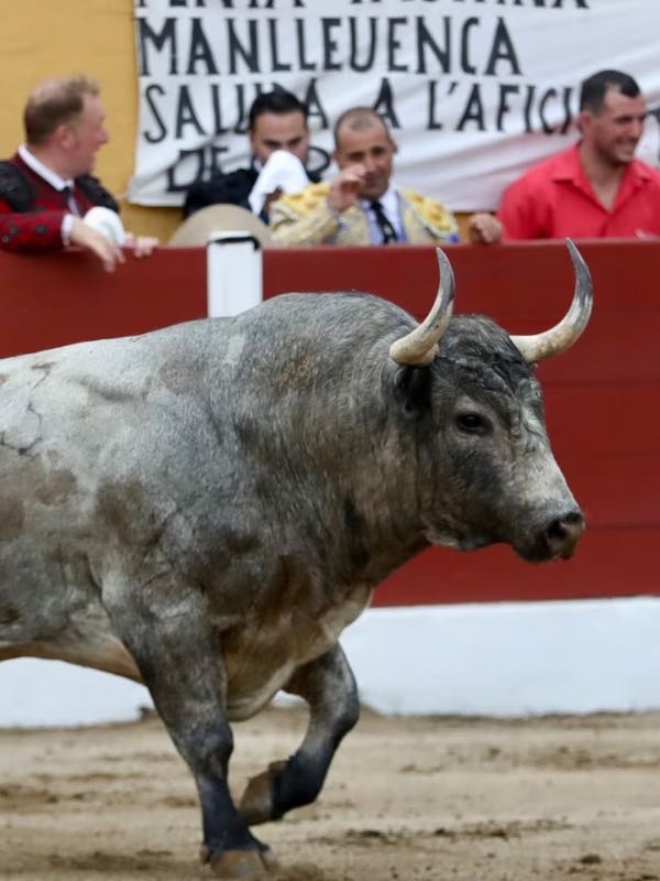 Una exigente corrida concurso inaugura los festejos mayores en Céret