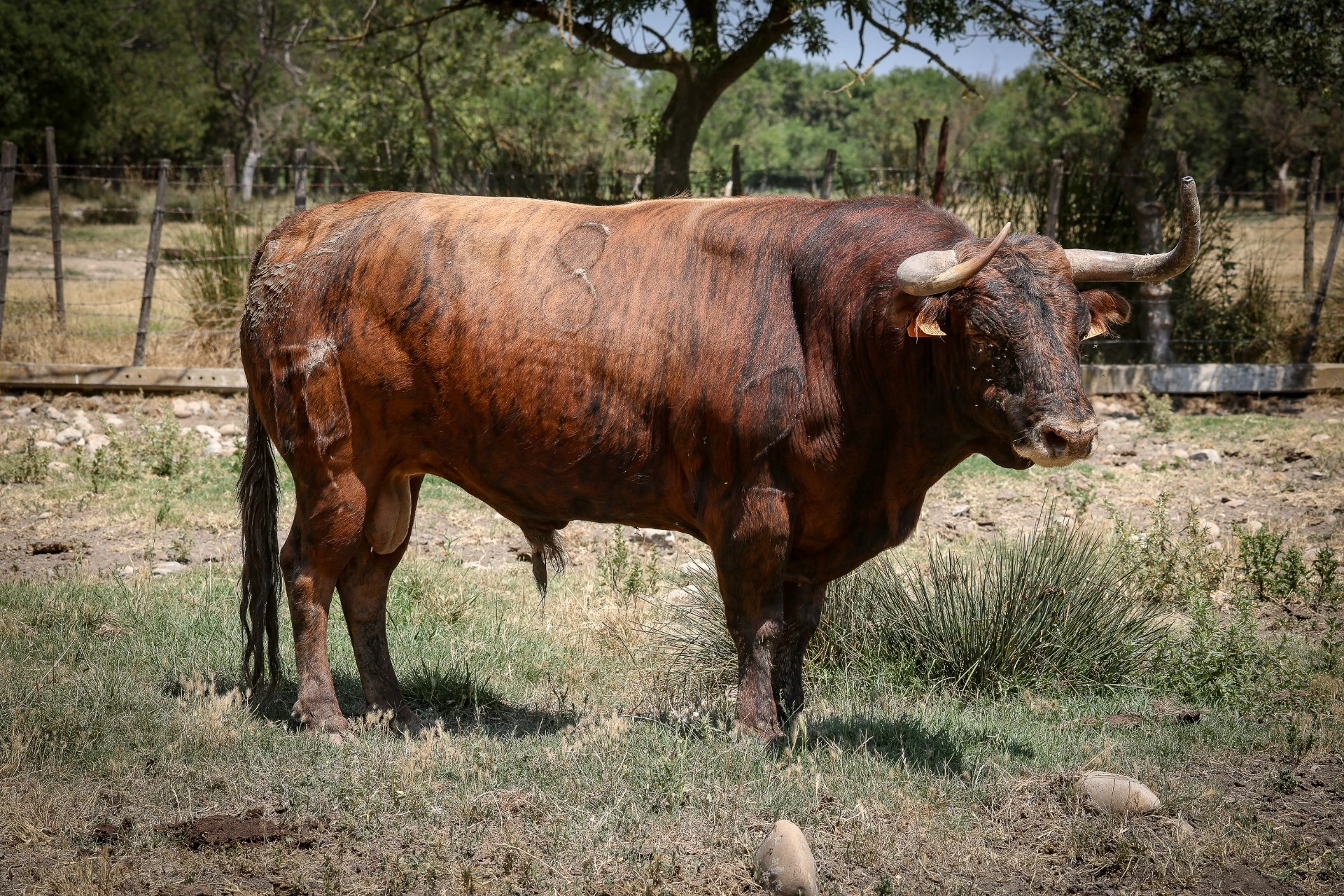 - TARDIEU FRERES - N°8 - 08/2021 - Colorado chorredo - VALIENTE