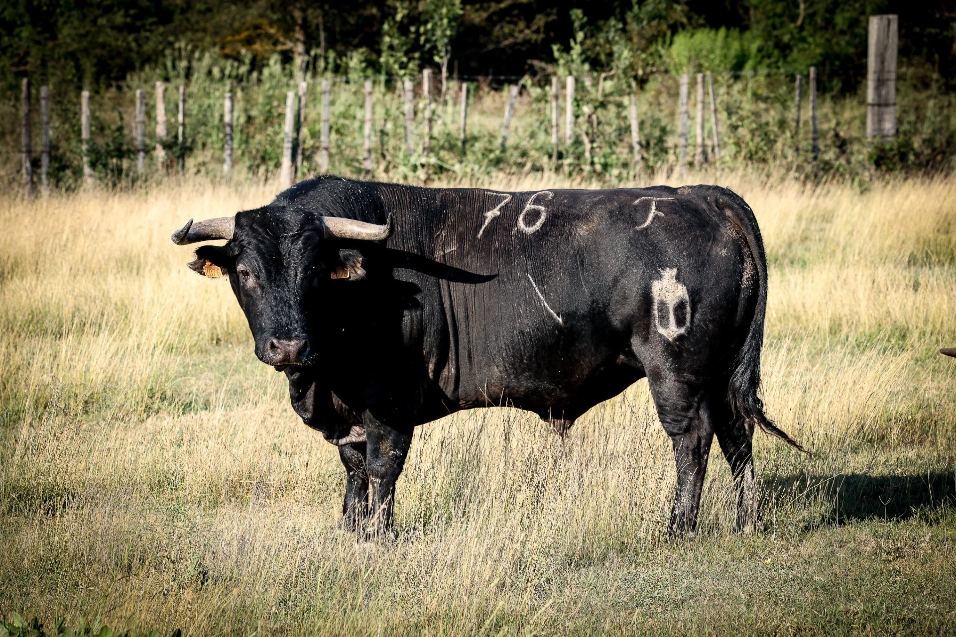 - YONNET - N°276 - 06/2022 - Negro - SIN NOMBRE