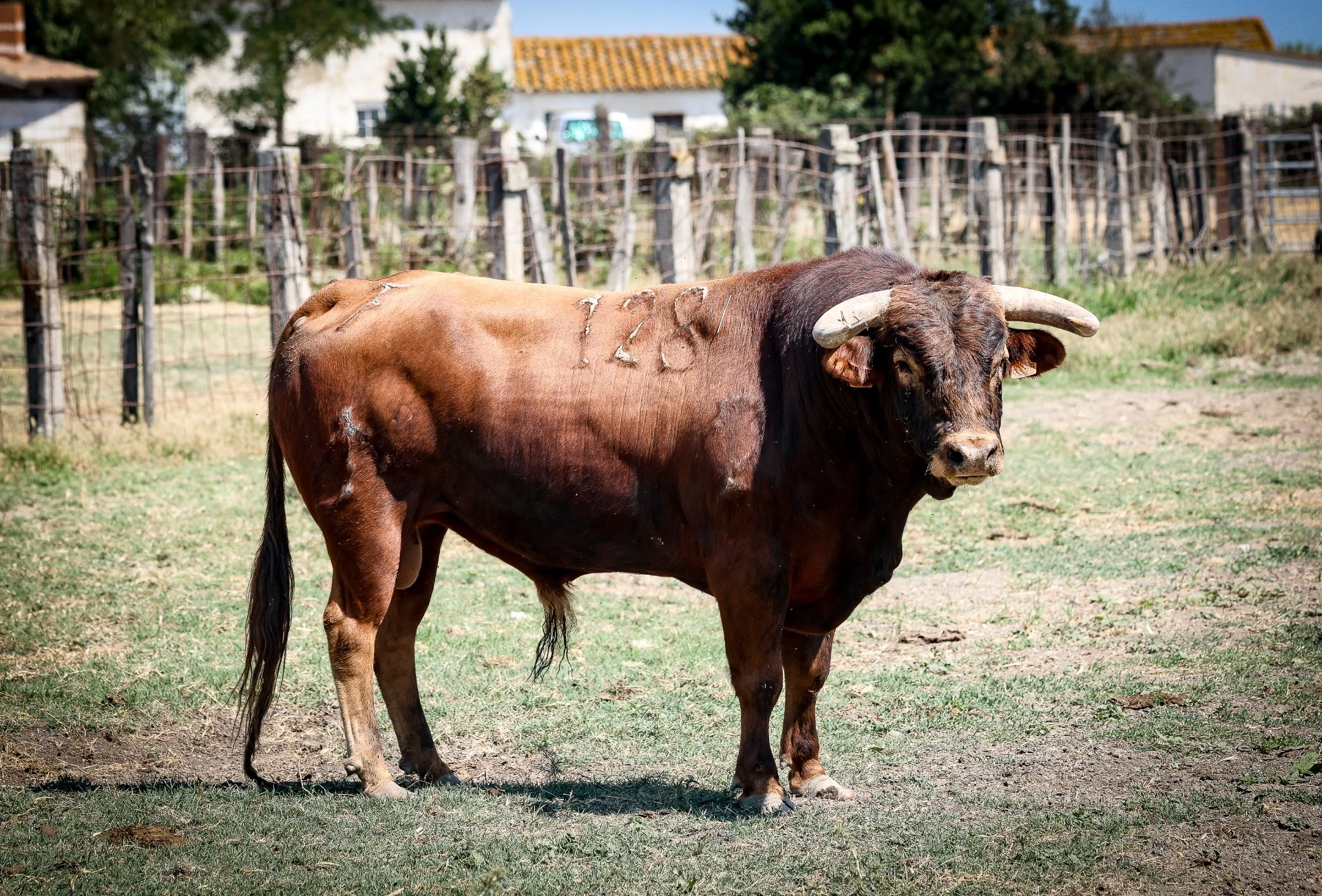 - JALABERT - N°128 - 03/2022 - Colorado - CUBANO