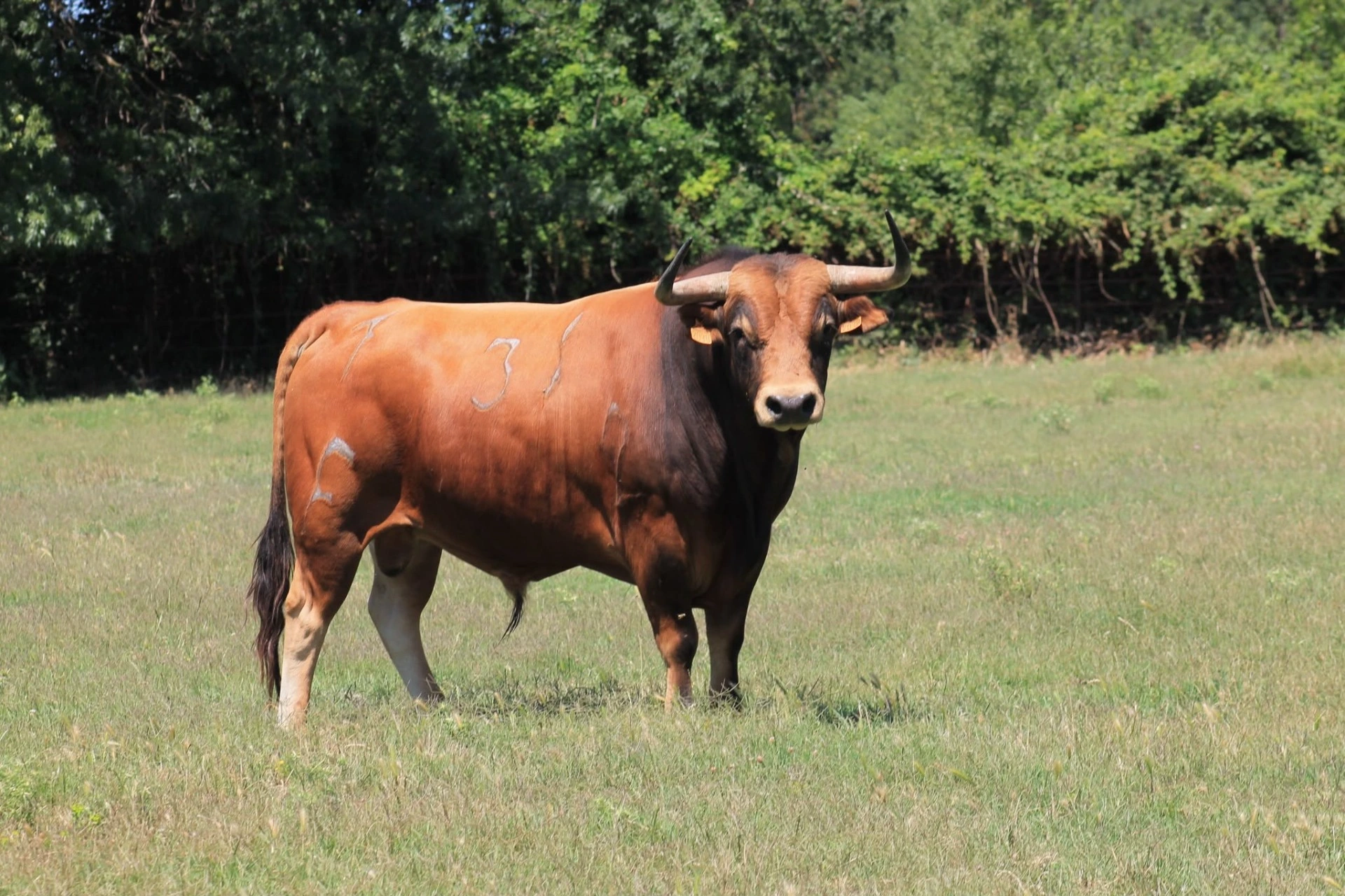 - FERNAY Y HIJAS - N°38 - 04/2022 - Colorado - ROSITO