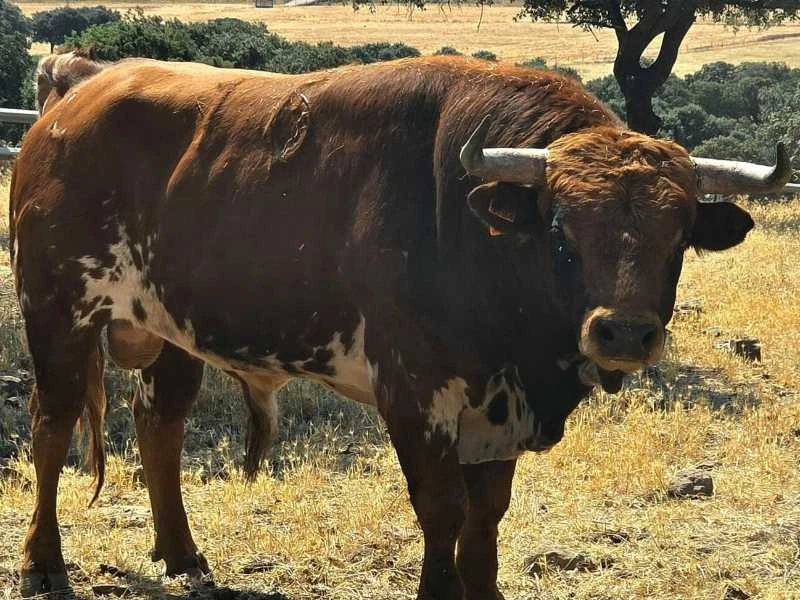 Presentados los novillos para el concurso de ganaderías de Navas de San Juan