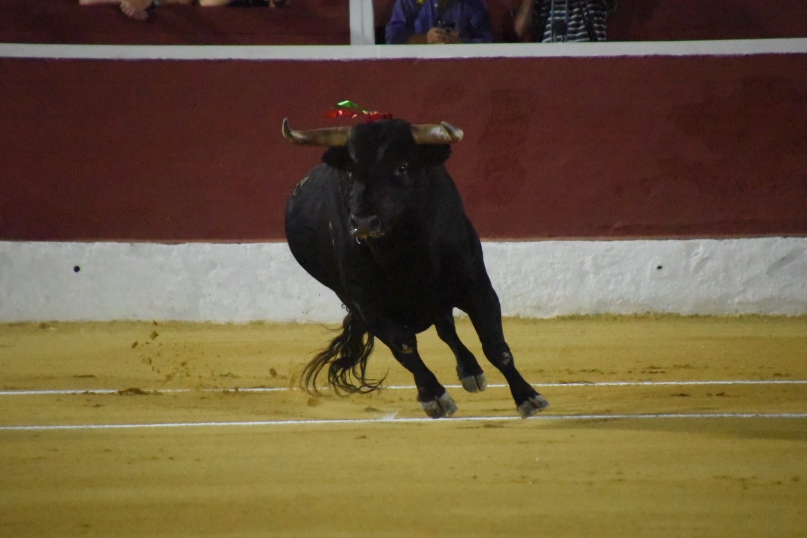 Imagen 5