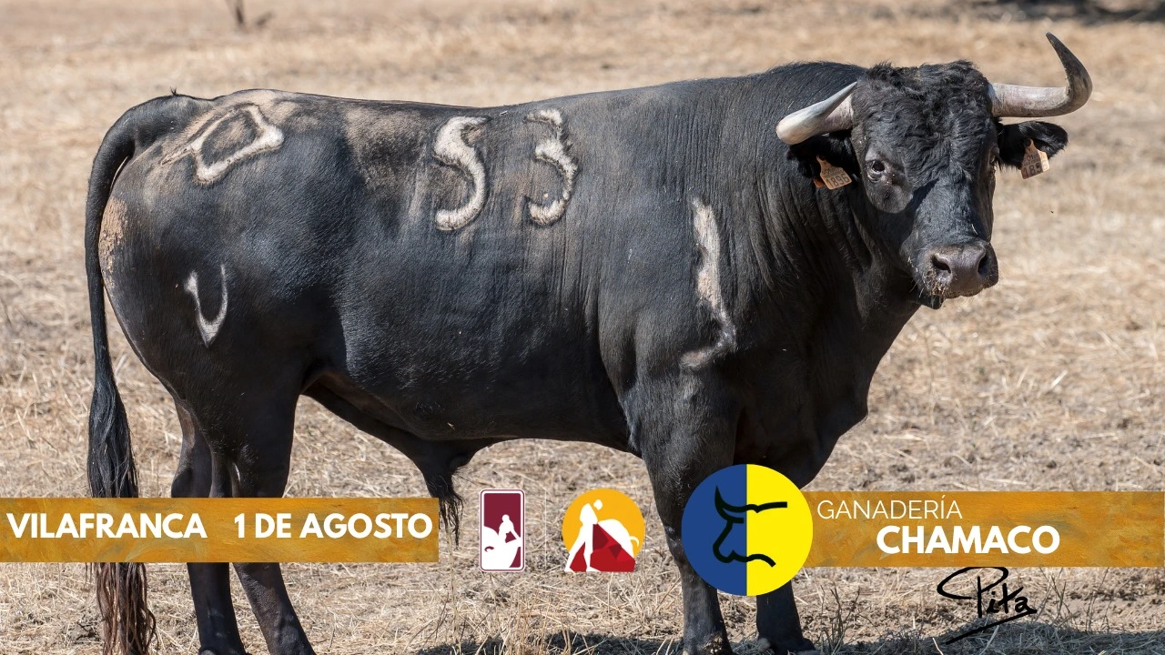 Imagen 6