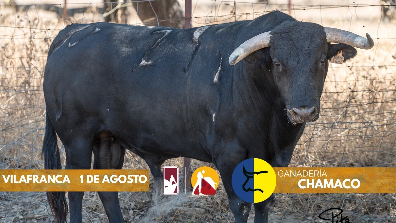 Imagen 7