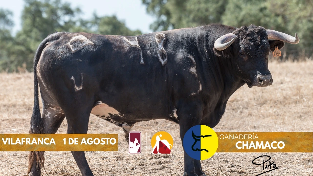 Imagen 8