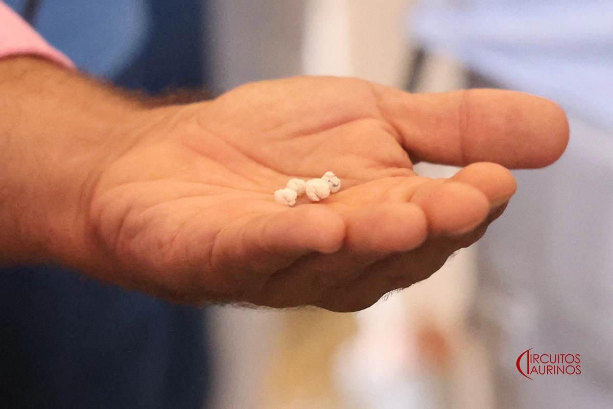 Imagen 6