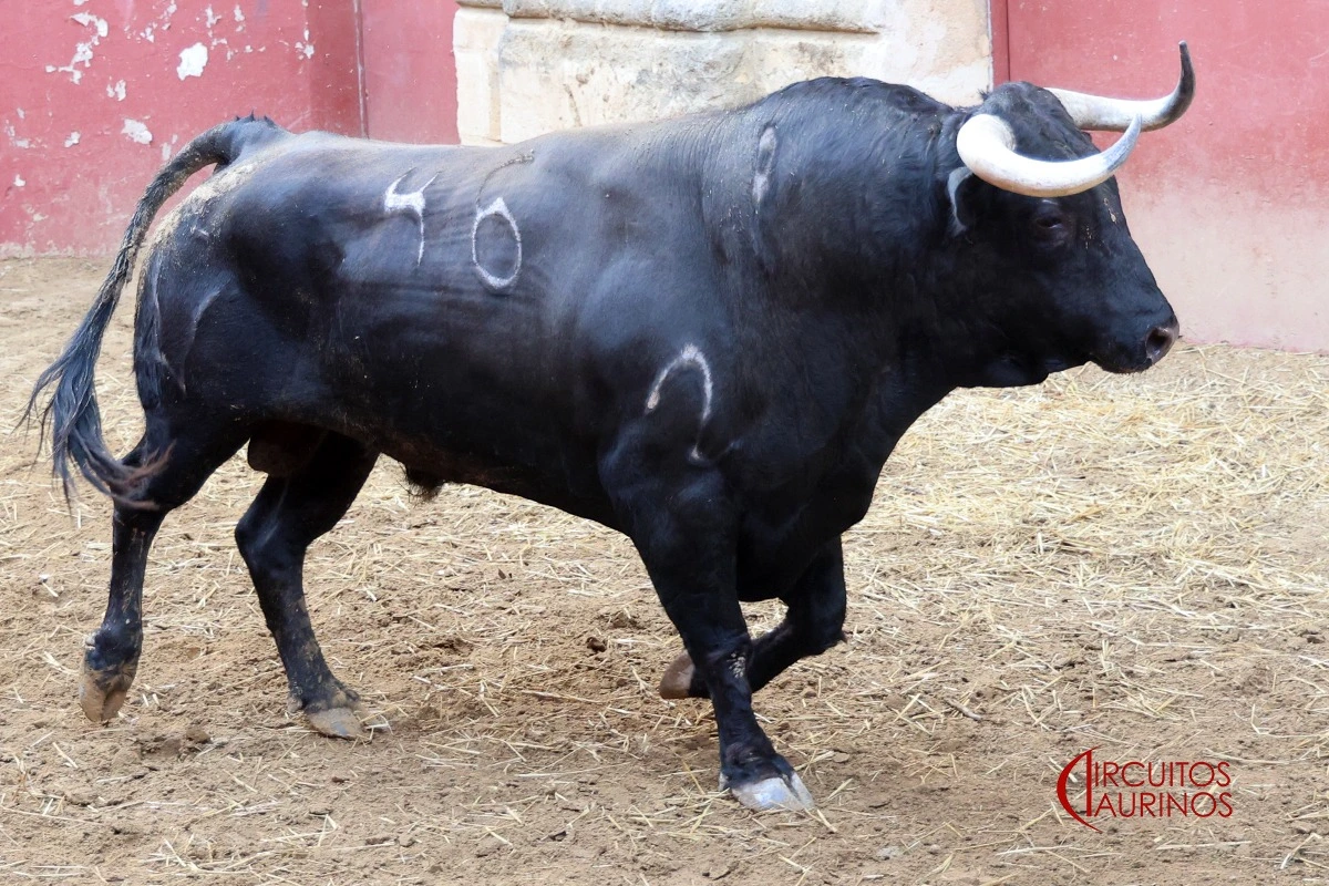 Imagen 5