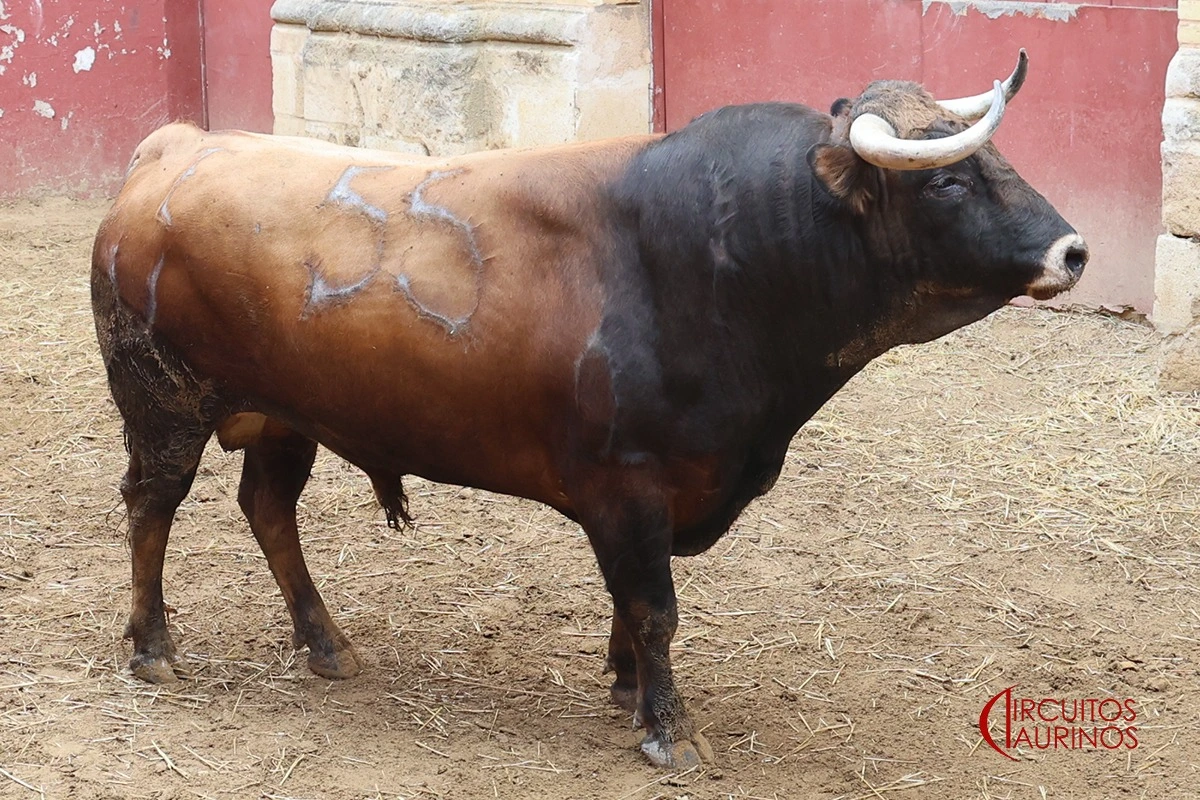 Imagen 7