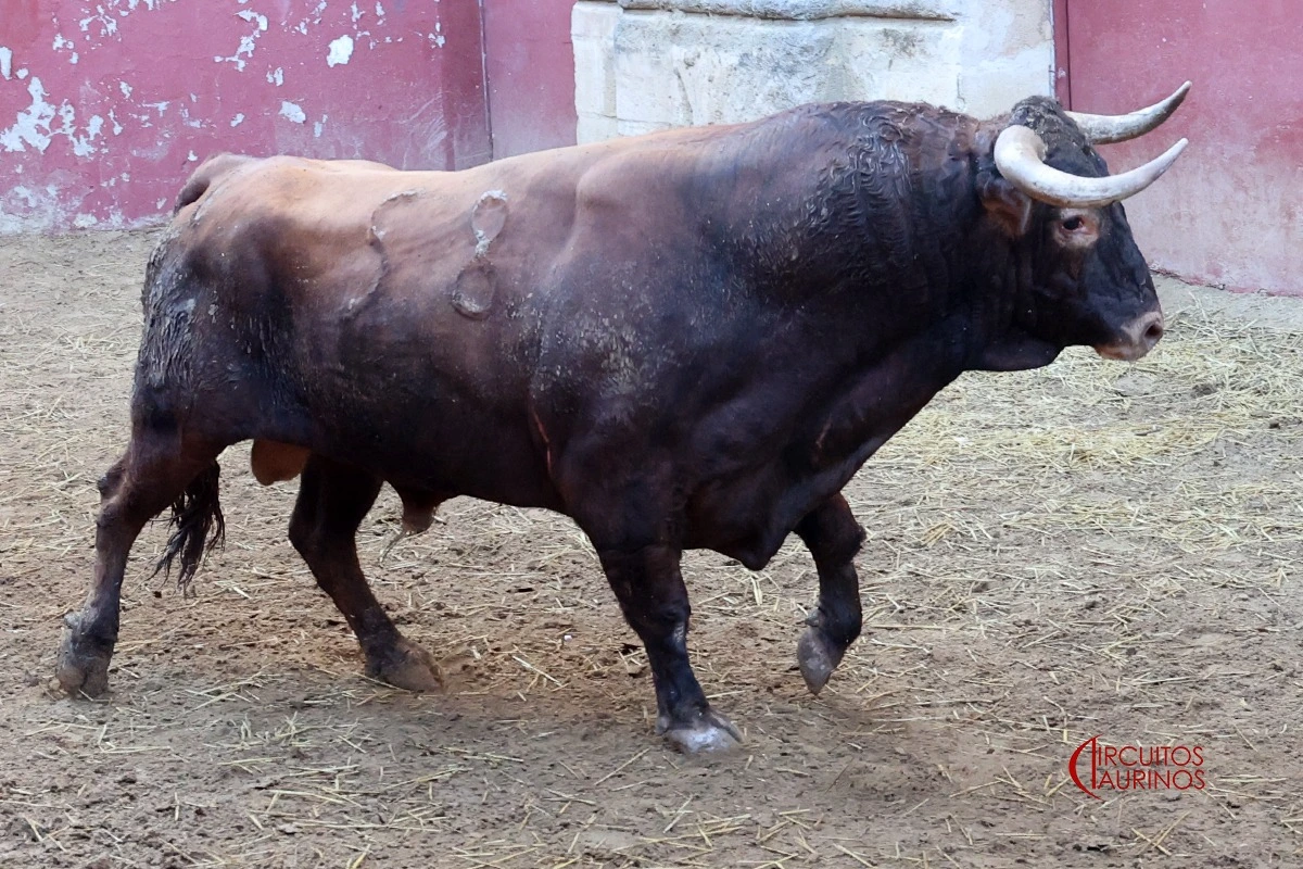 Imagen 7