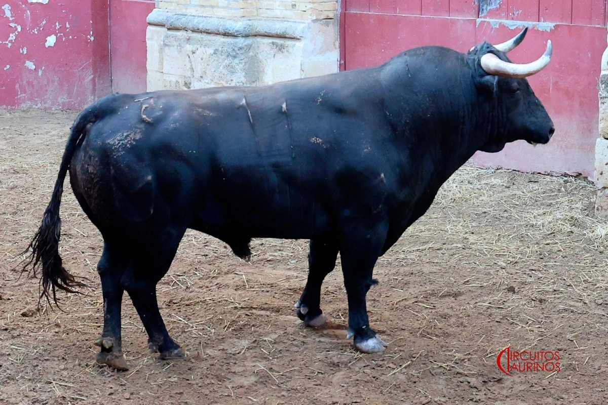 Imagen 8