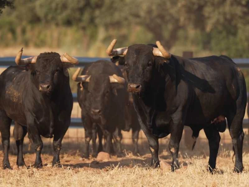 Remate y seriedad en los toros de Arauz de Robles para la despedida de Víctor Puerto de Ciudad Real
