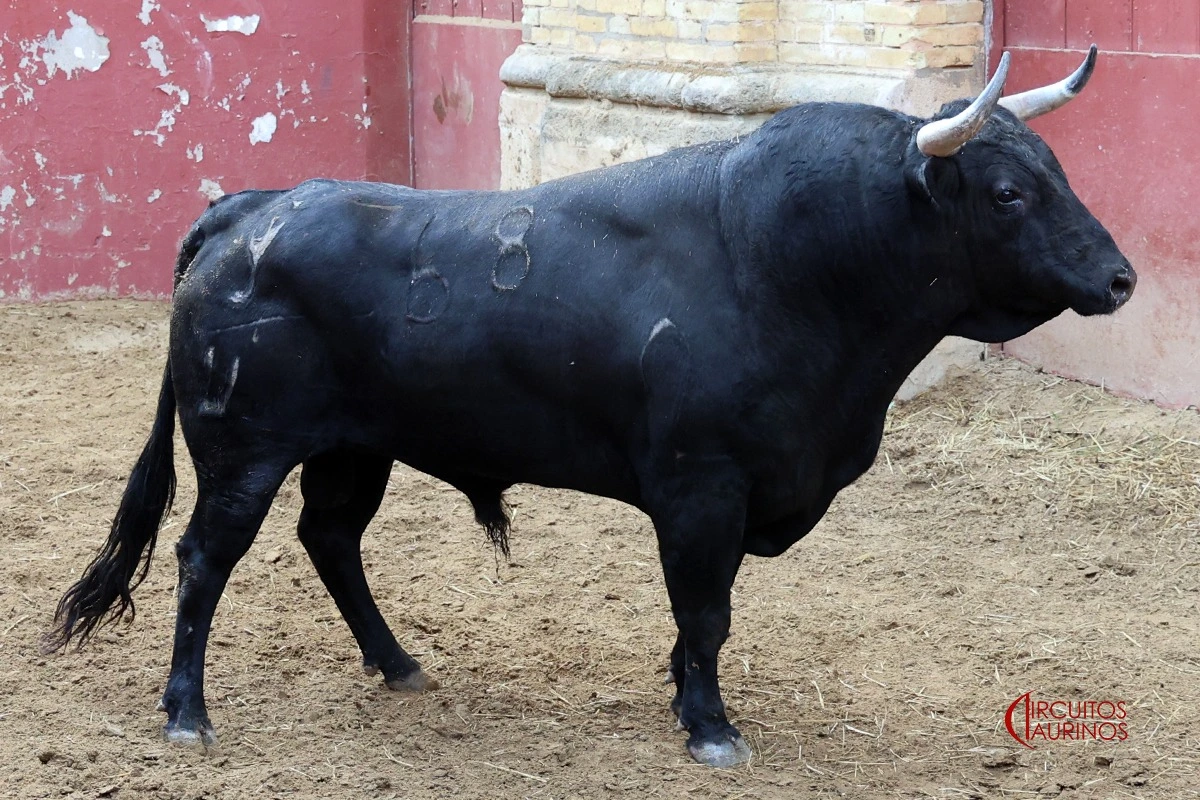 Imagen 7