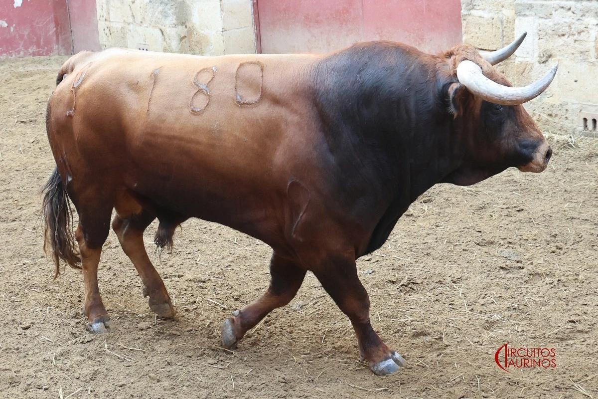 Imagen 8